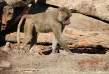 fraud tracking caller oversight