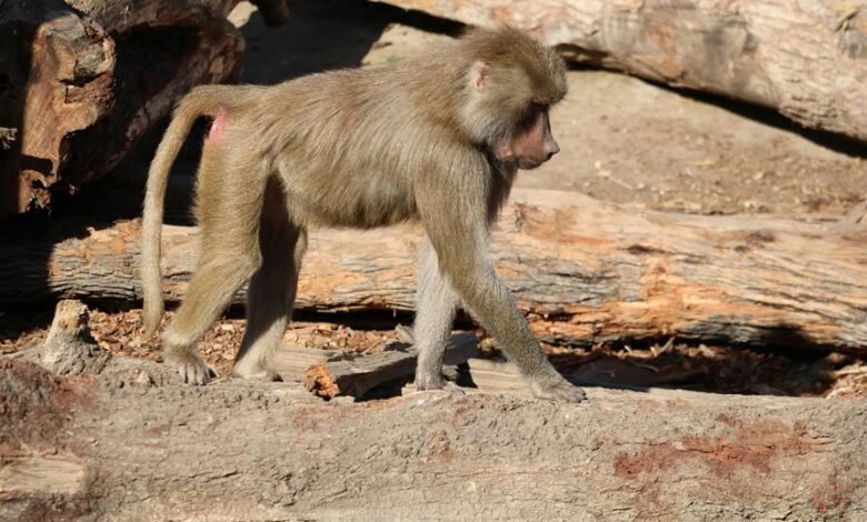 fraud tracking caller oversight